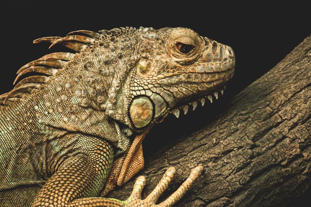 Het kortste sprookje  